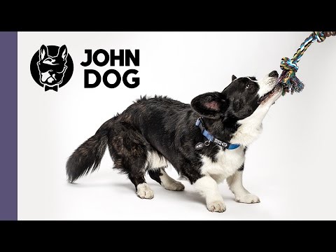 Kółeczko, czyli naucz psa sztuczek  - TRENING PSA - John Dog