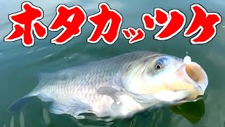 ウキのド消しアタリが気持ち良すぎ！デカい力玉を食わせる「ホタカッツケ」できもちくなっちゃった【茨城県流源湖】