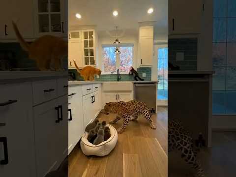 UNBELIEVABLE Kitchen Brawl🐆 Leopard,🐒Monkey, 🐈Cat!信じられないキッチン乱闘🐆ヒョウ🐒サル、そして🐈ネコ믿기 힘든 주방 난투극🐆표범🐒원숭이,🐈고양이