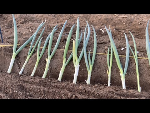  2024年の夏ネギの種まきはいつ?それを行う方法と苗の温度はどれくらいですか？  庭園