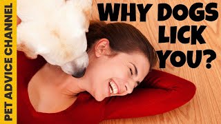 Why does my dog keep licking me - 5 reasons