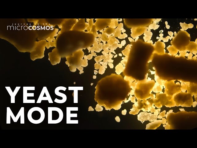 Video pronuncia di saccharomyces cerevisiae in Inglese