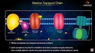 ELECTRON TRANSPORT CHAIN ANIMATION - Biochemistry High-yield Usmle step 1