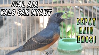 Download lagu Suara KRETEKAN Murai Betina Gacor memanggil Jantan ini SANGAT EFEKTIF bikin Nyaut Nembak #muraigacor mp3 Download lagu Suara KRETEKAN Murai Betina Gacor memanggil Jantan ini SANGAT EFEKTIF bikin Nyaut Nembak #muraigacor mp3