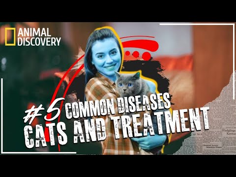 , title : '5 Most Common Cats Disease | Treatment | Animal Discovery'