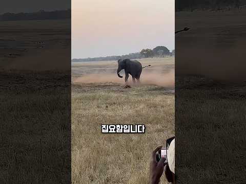 쓰러진 오소리, 멈추지 않았습니다