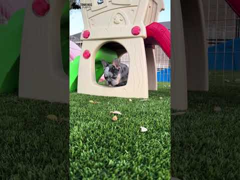 Video 3