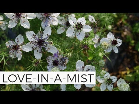 In Bloom: Love in a Mist / Nigella - Delft Blue and Bridal Veil - Cut Flower Gardening for Beginners