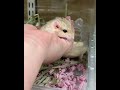 ファットテイルジャービル（チェコ産）ベビーのYouTubeサムネイル画像