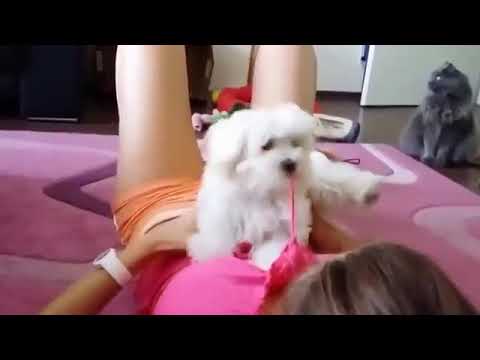 Horny dog, our what is he doing. Funny Dog Fail 2022