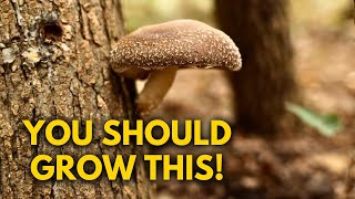 A Food You Aren&#39;t Growing BUT SHOULD! Mushroom Log Growing Guide