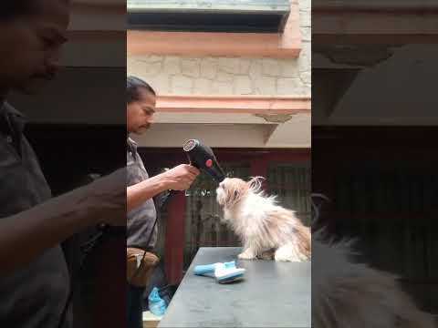 Indian Film Industry Great Producer Krishika Lulla Most Aggressive Pet's Home Grooming