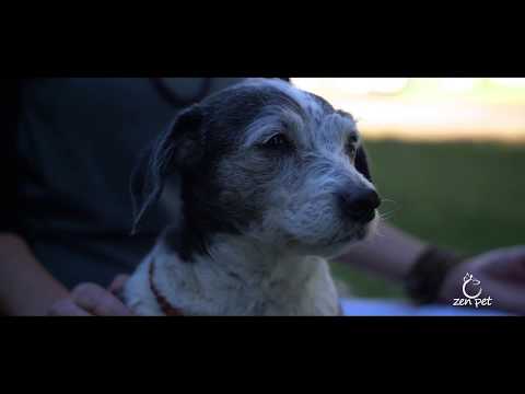 Zen Pet - Meditate with your pet- pet sitter and dog walker san diego