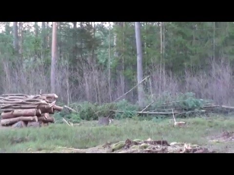 Driven hunt, Poland, HUNTINGPOL, http://www.huntingpol.eu,   Jagd,jakt, jacht, chasse,