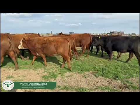 DALENI _ 40 VACAS NUEVAS y VAQUILLONAS PREÑADAS PARICION INVIERNO en CARLOS TEJEDOR, BUENOS AIRES