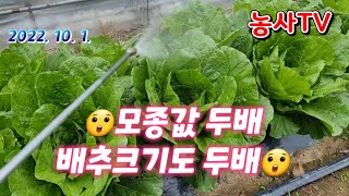 배추가 크다  품종소개 (모종상 사장님 지금은 물과 칼슘 중요 ) 2022년 10월 1일