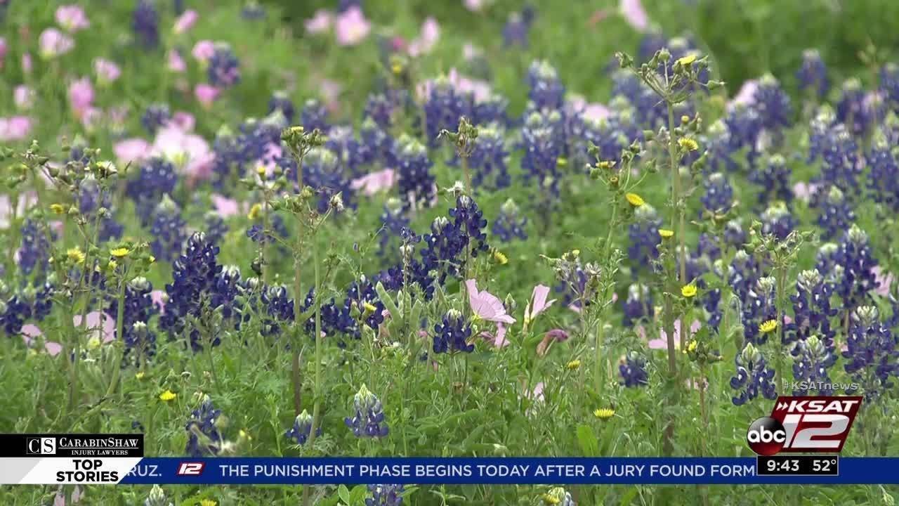 Video: Wildflower season in full bloom