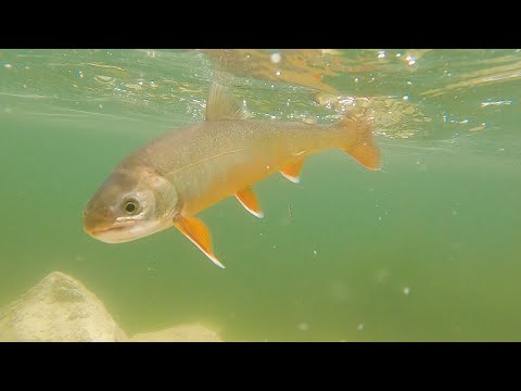 Priče sa vode ep. 40 07.07.2020. Zlatovke sa Radoinje, Radoinjsko jezero