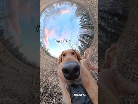 didn’t think my nose could get any bigger 😭 #goldenretreiver #dogsofyoutube #insta360 @i@insta360