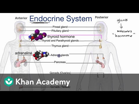 内分泌系の紹介 (Endocrine system introduction)