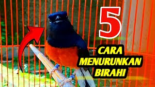 Download lagu HOW TO QUICKLY REDUCE THE LUST OF MURAI BATU‼️ mp3