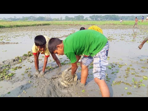 Kids Fishing : Tiny Fish Catching By Hand in Mud Water - Catching Fish From Village