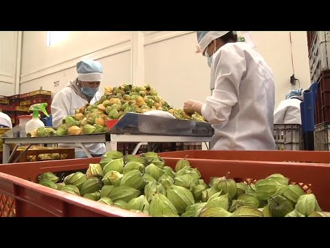 Golden Berry Harvesting Picking and Packing - Amazing Agriculture Golden Berry Farming Technique