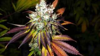 Lil Whyte - Smoke My Dro