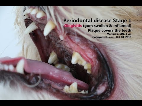 The 3-year-old Maltipoo has gingivitis - Periodontal disease Stage 1. Pt 1/3