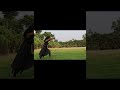 Chammak Challo Trandingsong Love Oldhigold Lovedance Dance Lovemusic Lovesong Hindisong