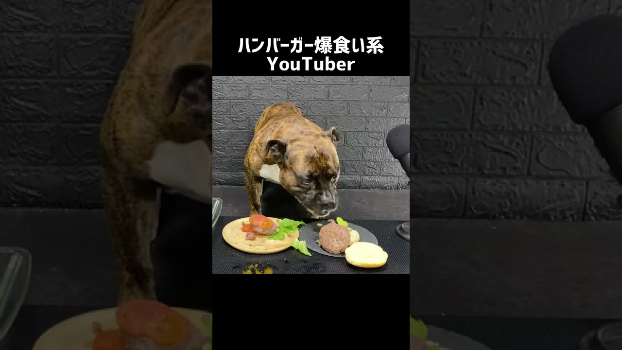 【大食い犬ASMR】パパの手作りハンバーガーを豪快に爆食いする愛犬 MUKBANG Dog eats raw meat bones　#shorts