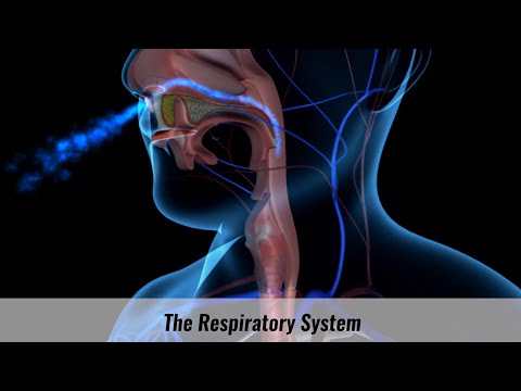 The Human Respiratory System Explained