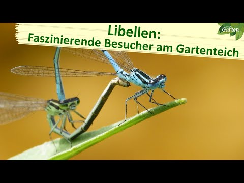 Libellen im Garten | MDR Garten | MDR