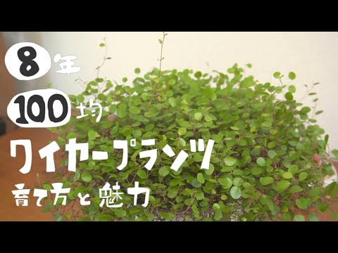 ワイヤー・シュミーレ 植物