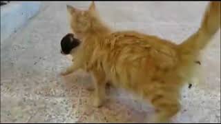 КОШКА УСЛЫШАЛА ВОЙ БРОШЕННОГО ЩЕНКА…