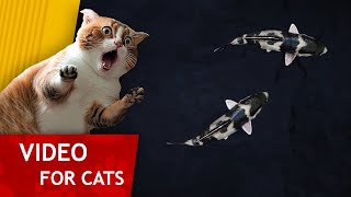 😸 Cat Games - Catching black and white Koi Fish 🐠 (Video for cats) Night version