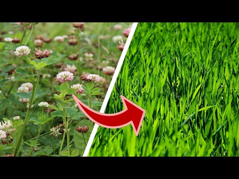 Wie du Klee im Rasen dauerhaft loswirst!