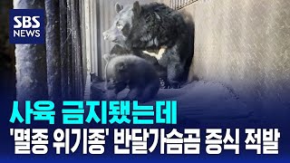사육 금지됐는데..'멸종 위기종' 반달가슴곰 증식 적발 / SBS
