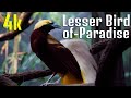 Lesser bird-of-paradise | Birds 4k video