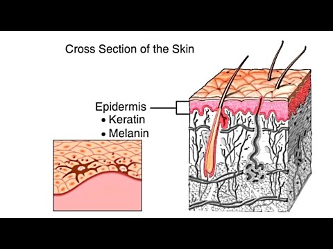 How The Skin Works Animation - Structure and Function...