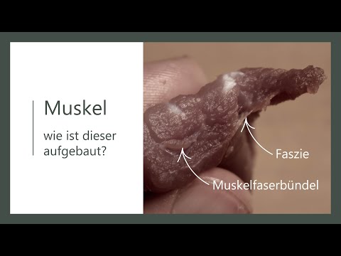 Muskel Aufbau - Wie ist der Muskel aufgebaut? - Anatomie