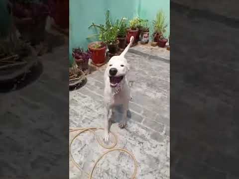 noora 🐶playing😍with water💧🐕😍