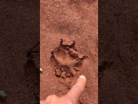 HUELLAS DE FELINO GRANDE EN MISIONES 🇦🇷 . #funviajehumano #youtuber #argentina #fe #youtubeshorts