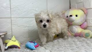 ハーフ犬の動画01