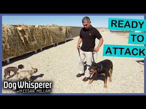 Aggressive Rottweiler Gets Triggered By Everything | Dog Whisperer With Cesar Millan