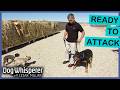 Aggressive Rottweiler Gets Triggered By Everything Dog Whisperer With Cesar Millan
