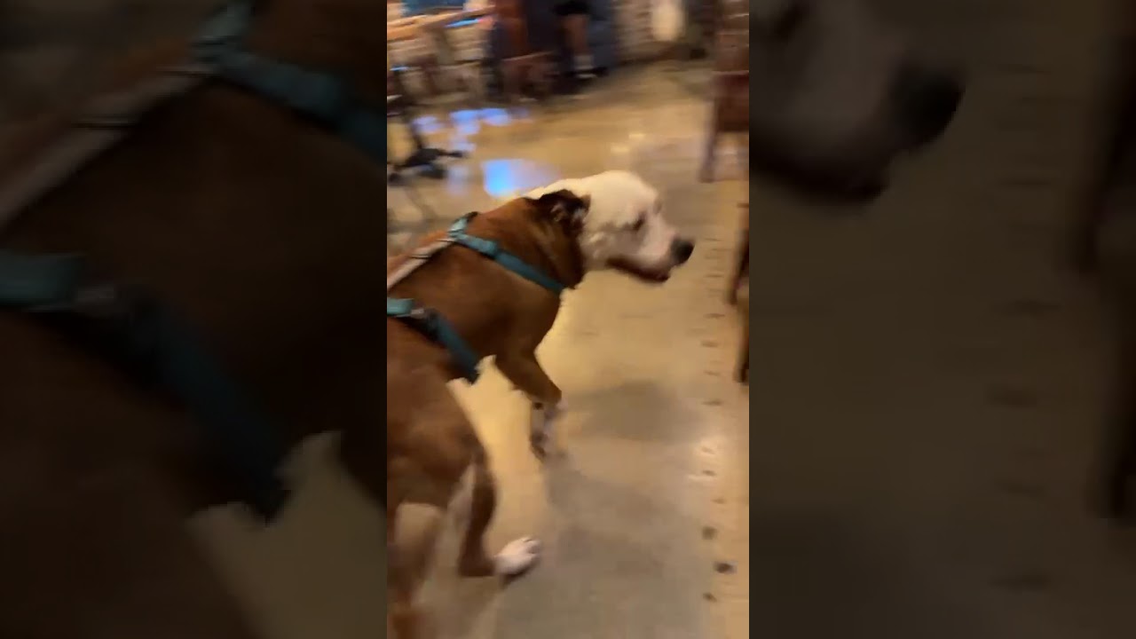 Ian A2691767, a Adoptable American Bulldog in Coral Gables, FL video 2/5