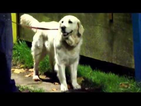 Sun Sports FC v Chipperfield Corinthians FC 22 Oct 2013