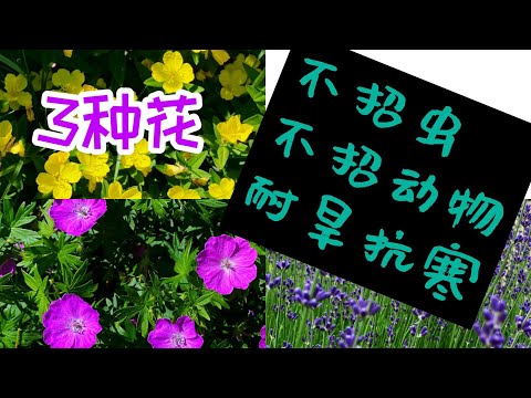 墓園適合種什麼花