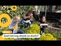 Wat zoemt daar nou? Er moesten weer bijen geteld worden